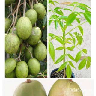 ผลิตภัณฑ์ใหม่ เมล็ดพันธุ์ เมล็ดพันธุ์คุณภาพสูงในสต็อกในประเทศไทย พร้อมส่ง ะให้ความสนใจของคุณต้นมะกอกฝรั่ง ต้นเต /ขายด TW