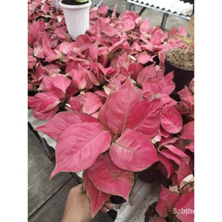 ผลิตภัณฑ์ใหม่ เมล็ดพันธุ์ จุดประเทศไทย ❤50 seeds (not  plants)  Aglaonema Pink Katrina Adultเมล็ดอวบอ้วน 100% ร /ดอก WM7