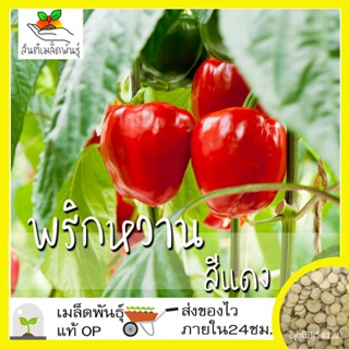 ผลิตภัณฑ์ใหม่ เมล็ดพันธุ์ เมล็ดพันธุ์คุณภาพสูงในสต็อกในประเทศไทย พร้อมส่งเมล็ดอวบอ้วน พริกหวาน สีแดง 40 เมล็ด   /ขายด ZH