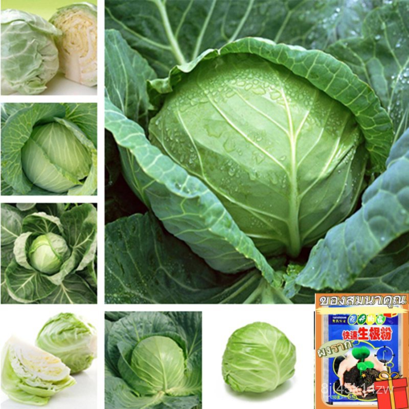 คุณภาพสูง-เมล็ด-กะหล่ำปลี-เมล็ดกะหล่ำปลี-cabbage-seeds-brassica-oleracea-seeds-200เมล็ดพันธุ-อินทรีย์-ผัก-ปลูก-ขายด-ig