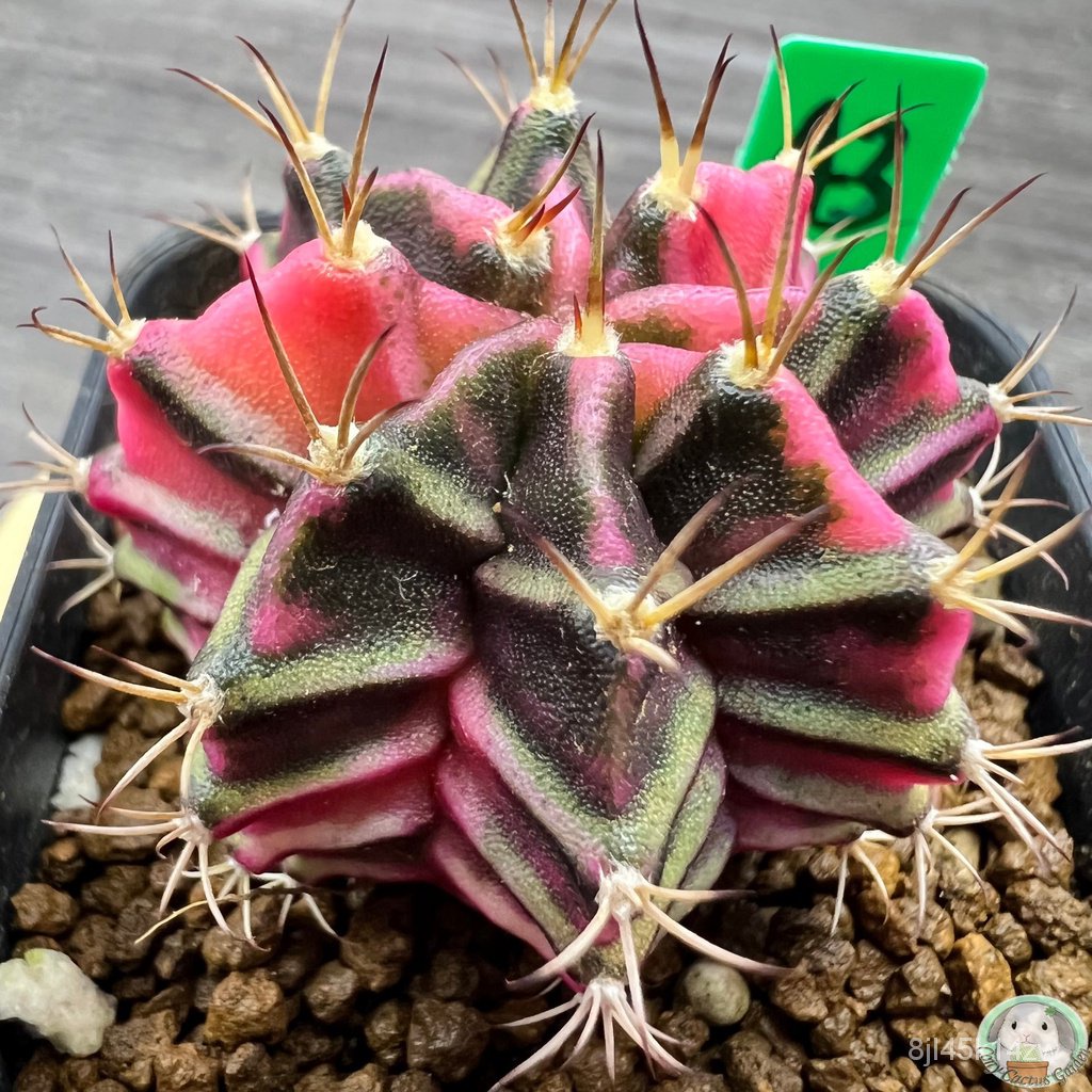 g43-ต้นยิมโนด่าง-คัดพิเศษ-ไม้เมล็ด-gymnocalycium-แคคตัส-ง่าย-ปลูก-สวนครัว-เมล็ด-อินทรีย์-6tqa