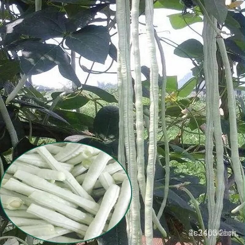 ผลิตภัณฑ์ใหม่-เมล็ดพันธุ์-2022เมล็ดพันผัก3a-50เมล็ด-long-bean-seeds-vegetable-เมล็ดพัน-เมล็ดผักต่างๆ-พันธุ์ผัก-เ-สวนครัว