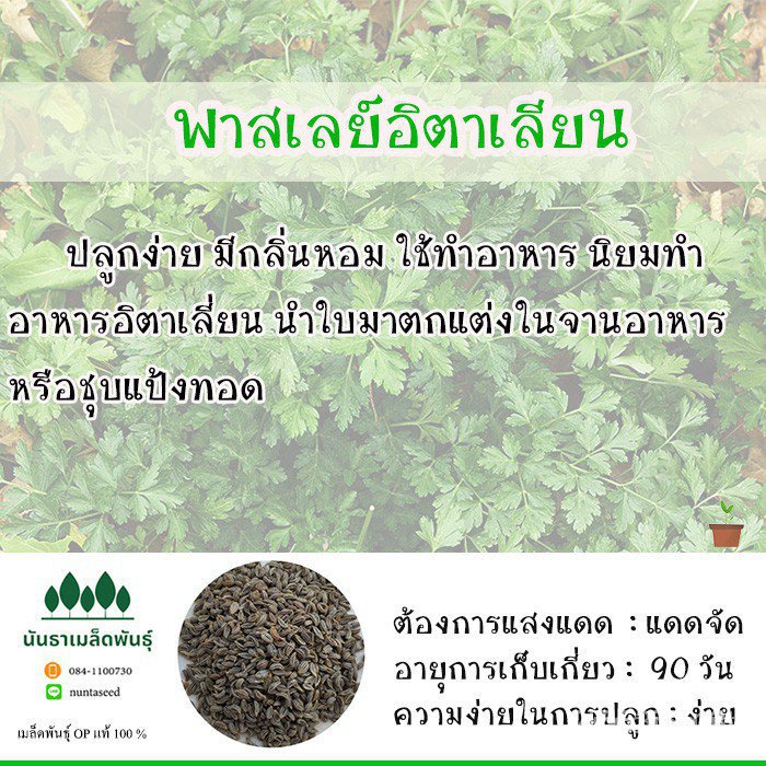 ผลิตภัณฑ์ใหม่-เมล็ดพันธุ์-เมล็ดพันธุ์คุณภาพสูงในสต็อกในประเทศไทย-พร้อมส่งพร้อมส่ง-รหัส-056-เมล็ดอวบอ้วนแท้-op-คล-เมล็ด