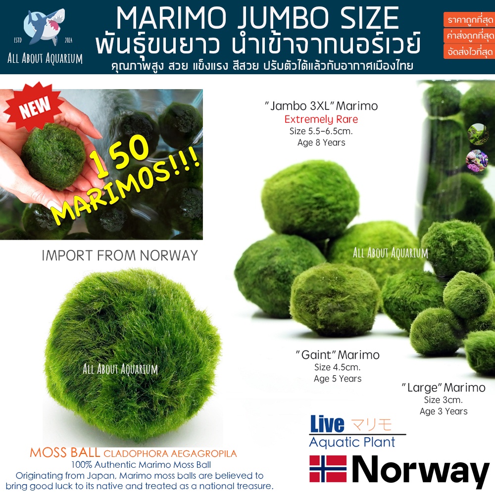 marimo-jumbo-size-import-from-norway-มาริโมะ-นำเข้า-ไซด์ใหญ่-พันธุ์ขนยาว-เขียวสวย-แข็งแรง-มอส-มารีโมะ-ของขวัญ-ของฝาก-ปลา