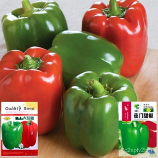 （คุณภาพสูง เมล็ด）เมล็ดพริกหวานยักษ์ 350 เมล็ด    Bell Pepper    สายพันธุ์ OP/ง่าย ปลูก สวนครัว เมล็ด/สวนครัว SMBF