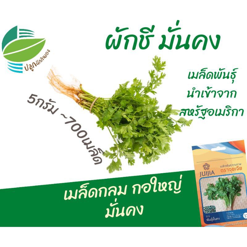 คุณภาพสูง-เมล็ด-ผักชีมั่นคง-coriander-ขายดี-ผัก-ปลูก-สวนครัว-คละ-ขายดี-0pjh