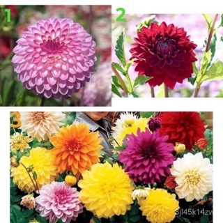 （คุณภาพสูง เมล็ด）เมล็ดพันธุ์ ดอกรักเร่  (Dahlia Flower) จำนวนเมล็ดอยู่ที่รายเอียดสินค้าค่ะ/ง่าย ปลูก สวนครัว เมล/ขายดี I