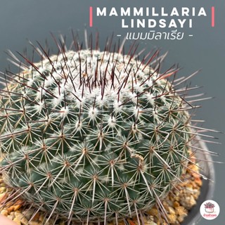 แมมมิลาเรีย Mammillaria Lindsayi แคคตัส กระบองเพชร cactus&amp;succulent