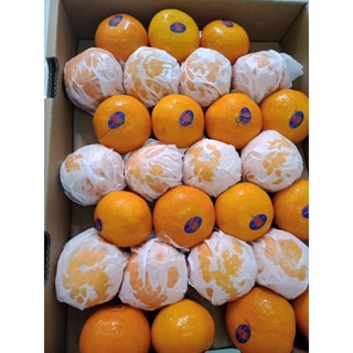ส้มเเมนดารินเข้าใหม่