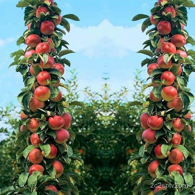 คุณภาพสูง-เมล็ด-บอนสี-เมล็ดพันธุ์-50เมล็ด-dwarf-apple-seeds-ต้นไม้ประดับ-พันธุ์ไม้ผล-ต้นไม้ม-ขายดี-ผัก-ปลูก-ขายดี-b9lx