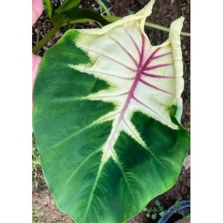 ออโต้ ลาวา Colocasia Octo Lava new hybrid ไม้ไฮบริด ตัวใหม่ Octo(ไม้หน้าสวย)