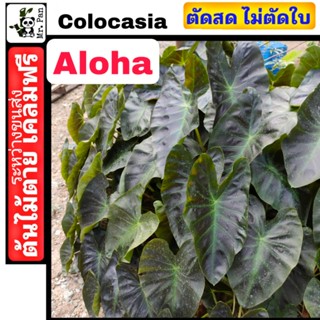 ภาพหน้าปกสินค้าColocasia Aloha ตัดสด พร้อมใบ เคลมฟรีต้นไม้ตาย โคโลคาเซีย อโลฮา ที่เกี่ยวข้อง