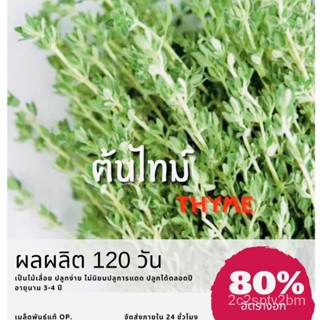 （คุณภาพสูง เมล็ด）เมล็ดพันธุ์ ไทม์ ต้นไทม์ (ซื้อ 10 แถม 1 คละอย่างได้)/ง่าย ปลูก สวนครัว เมล็ด/สวนครัว HNTF