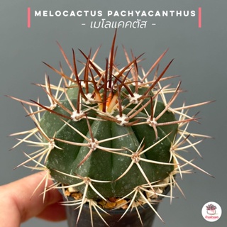 เมโลแคคตัส Melocactus pachyacanthus แคคตัส กระบองเพชร cactus&amp;succulent