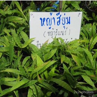 เมล็ดหญ้ารีแพร์ หญ้าหียุ่ม (Barbed grass)ชุดประมาณ100เมล็ด80บาท จัดเป็นหญ้าป/ง่าย ปลูก สวนครัว เมล็ด/ผักสลัด HI63