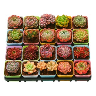 Succulents สามเณรรวมกันกระถางแพคเกจพืชอวบน้ำดอกไม้