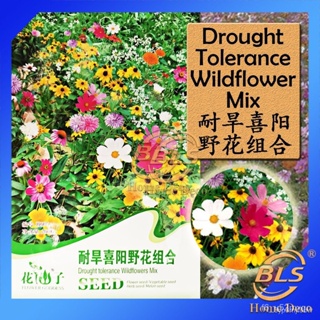 ผลิตภัณฑ์ใหม่ เมล็ดพันธุ์ จุดประเทศไทย ❤K007 DROUGHT TOLERANCE FLOWER GODDESS VEGETABLE FLOWER FRUIT HERB SEEDเ /ดอก G3U