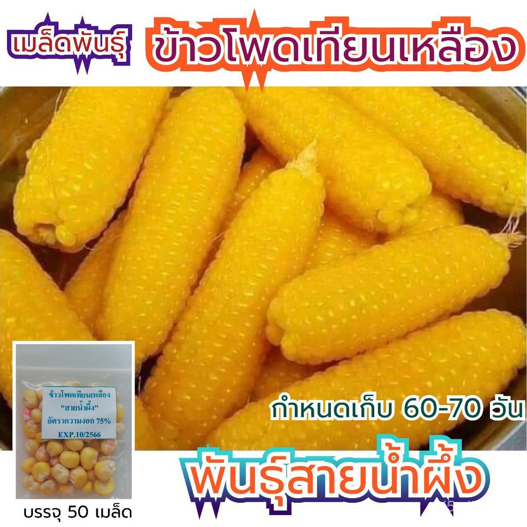 ผลิตภัณฑ์ใหม่-เมล็ดพันธุ์-เมล็ดพันธุ์คุณภาพสูงในสต็อกในประเทศไทยเมล็ดอวบอ้วน-ข้าวโพดข้าวเทียนเหลือง-50-เมล็ด-พัน-ค-เมล็ด