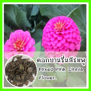 พร้อมส่ง❗ รหัส 162 เมล็ดพันธุ์ OP ดอกบานชื่นสีชมพู - Mixed Pink Zinnia Flowe/ง่าย ปลูก สวนครัว เมล็ด/กะเพรา 93ZV