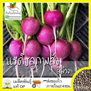 ผลิตภัณฑ์ใหม่ เมล็ดพันธุ์ จุดประเทศไทย ❤เมล็ดอวบอ้วน แรดิชลูกพลัมสีม่วง 150เมล็ด Purple Plum Radish Seed เมล็ดอว/ต้นอ่อน