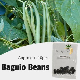 ผลิตภัณฑ์ใหม่ เมล็ดพันธุ์ จุดประเทศไทย ❤[Plantfilled] Baguio Beans Seeds | Vegetables - 10 seedsเมล็ดอวบอ้วน 100/กะเพรา