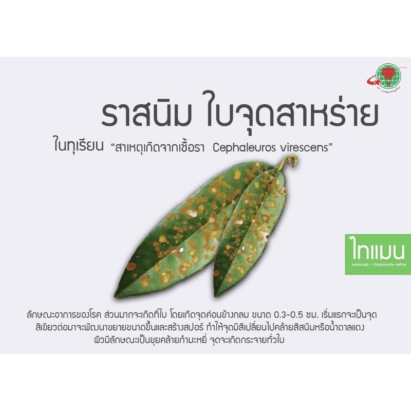 ไทแมน-ไทโอฟาเนต-เมทิล-แมนโคเซบ-กำจัดเชื้อรา-100-กรัม