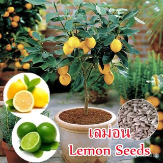 （คุณภาพสูง เมล็ด）20PCS Bonsai Lemon Tree SeedS Rare Fruit Seeds พันธุ์ไม้ผล คุณค่าทางโภชนาการ/ง่าย ปลูก สวนครัว /มะระ NL