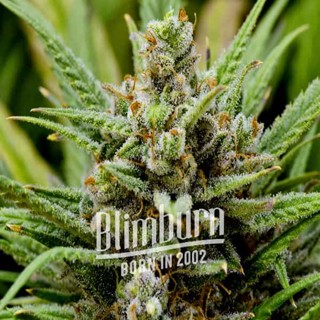 เมล็ดพันธุ์กัญชา Super Lemon Haze Auto Feminised Cannabis Seeds เพศเมีย เมล็ดกัญชานอก เมล็ดค่าย Blimburn แท้100% แบ่งขาย