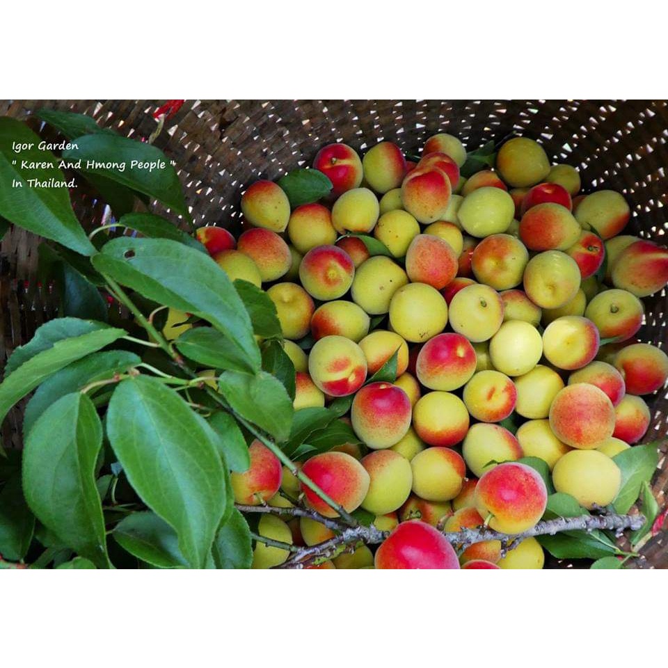 1ต้น-ต้น-แอปริคอท-พันธุ์-modesto-apricot-เอพริคอต-แอพริคอต-แอปริคอต-ต้นแอปริคอท-ต้นแอปริคอต-พิสุทธิ์