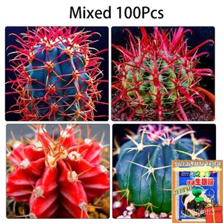 （คุณภาพสูง เมล็ด）เมล็ดกระบองเพชร cactus seeds 100ชิ้น / แพ็ค ต้นไม้มงคล ต้นไม้ฟอกอากาศ ต้นไม้ประดับ /งอก ปลูก ส/งอก 757X