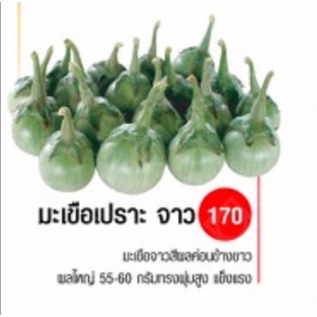 ผลิตภัณฑ์ใหม่-เมล็ดพันธุ์-เมล็ดพันธุ์คุณภาพสูงในสต็อกในประเทศไทย-พร้อมส่งมะเขือเปราะจาว-เจียไต๋-เมล็ดอวบอ้วนมะเข-ง่าย-ih