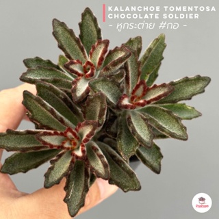 หูกระต่าย #กอ Kalanchoe Tomentosa Chocolate Soldier ไม้อวบน้ำ กุหลาบหิน cactus&amp;succulent