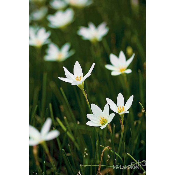 ผลิตภัณฑ์ใหม่-เมล็ดพันธุ์-202210หัว-บัวดิน-พันธุ์ว่านหอมดำ-zephyranthes-sp-มีหัวใต้ดินคล้ายหัวหอม-ใบเดี่ยว-ดอกส-ต้นอ่อน