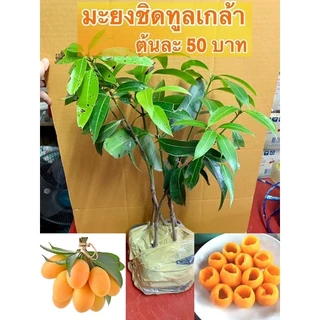 (2ต้น ) #มะยงชิดพันธุ์ทูลเกล้า พันธุ์ที่ได้รับความนิยมสูงสุดในสายอินทรีย์ที่สุดของจ.นครนายก ว่ารสชาติดีที่สุด photo