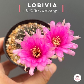 โลบิเวีย ดอกชมพู Lobivia แคคตัส กระบองเพชร cactus&amp;succulent