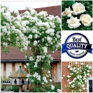 （คุณภาพสูง เมล็ด）เมล็ดพันธุ์ กุหลาบเลื้อย สีขาว Climbing Roses Seeds ดอกไม้ คุณภาพนำเข้า 30 เ/งอก ปลูก/งอกครัว /งอก CHMQ