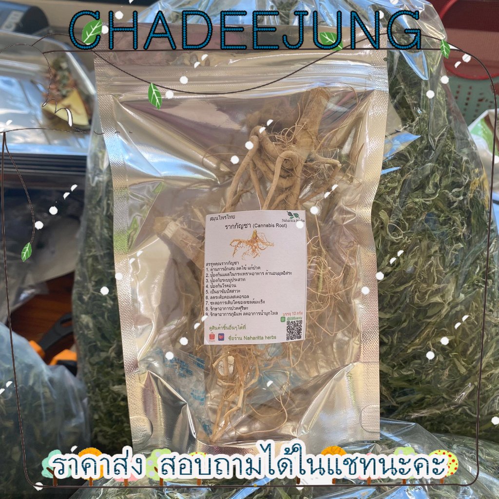 รากกันชาอบแห้ง-ขนาด10-ลดไข้-แก้ปวด-chadeejung