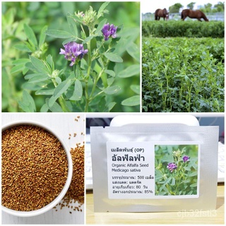 （คุณภาพสูง เมล็ด）เมล็ดพันธุ์ อัลฟัลฟ่า (Organic Alfalfa Seed) บรรจุ 500 เมล็ด คุณภาพดี ราคาถู/ง่าย ปลูก สวนครัว /กะเพรา
