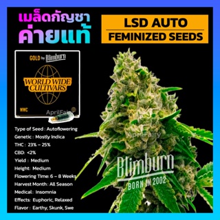 เมล็ดพันธุ์กัญชา LSD AUTO Blimburn Feminised Cannabis Seeds เพศเมีย เมล็ดกัญชานอก เมล็ดค่าย Blimburn แท้100% แบ่งขาย