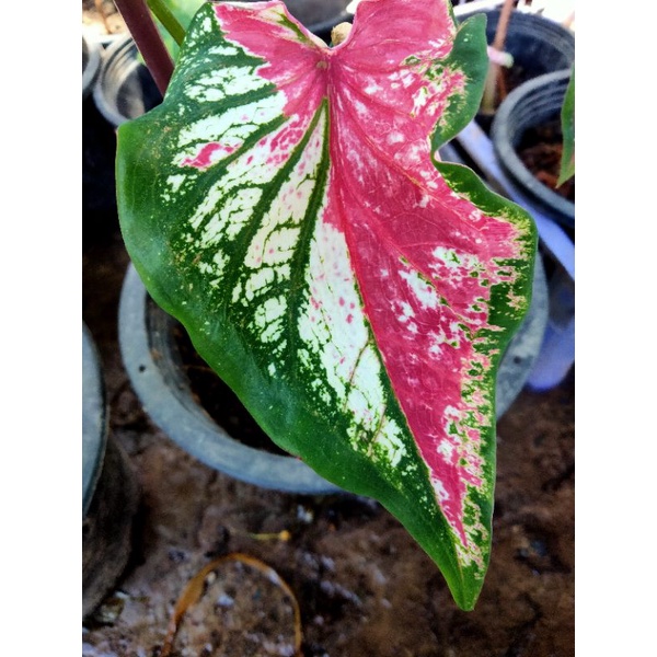 ไกรทองประเสริฐ-บอนสีไม้มงคล-กัดสีสวยมาก-ขขาดต้นใหญ่