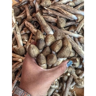 สินค้า 🍄เห็ดโคนธรรมชาติ🍄 1ปีมี1ครั้ง ขึ้นตามธรรมชาติ