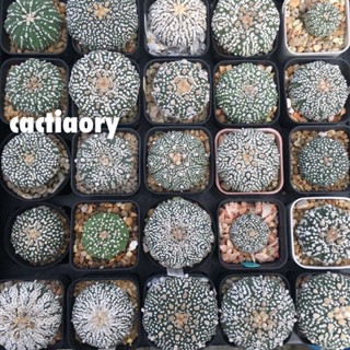 แอสโตรไฟตัม ซุปเปอร์คาบูโตะ astrophytum superkabuto เลือกต้นได้