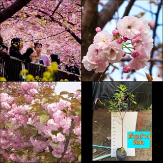 (1ต้น) ต้น Japanese Sakura ซากุระญี่ปุ่น ดอกซ้อน ต้นซากุระ ต้นซากุระญี่ปุ่น ซากุระ ศรัณย์รักษ์