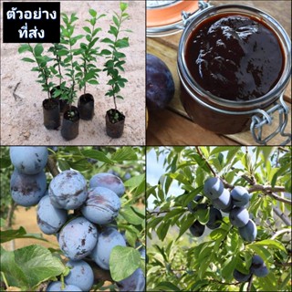 (1ต้น) ต้น ลูกพรุน ซูเกอร์  Sugar Prune ต้นลูกพรุน ต้นพรุน พรุน / พิสุทธิ์