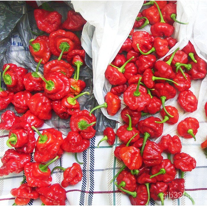 คุณภาพสูง-เมล็ด-เมล็ดพันธุ์-พริกจาไมก้า-สีแดง-red-jamaica-pepper-seed-บรรจุ-20-เมล็ด-คุณภา-ง่าย-ปลูก-สวนครัว-มะระ-qk