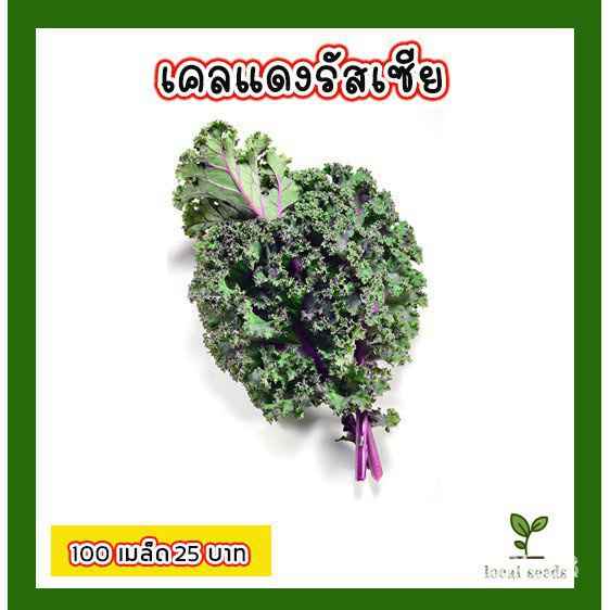 ผลิตภัณฑ์ใหม่-เมล็ดพันธุ์-เมล็ดผัก-คะน้าเคลแดงรัสเซีย-100-เมล็ด-25-บาท-งอกดีมีคู่มือการปลูก-red-russian-kale-ง่าย-nq