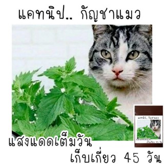 100 เมล็ด  แคทนิป catnip กัญชาแมว/มะระ ผัก ปลูก สวนครัว คละ/มะระ 2ISC