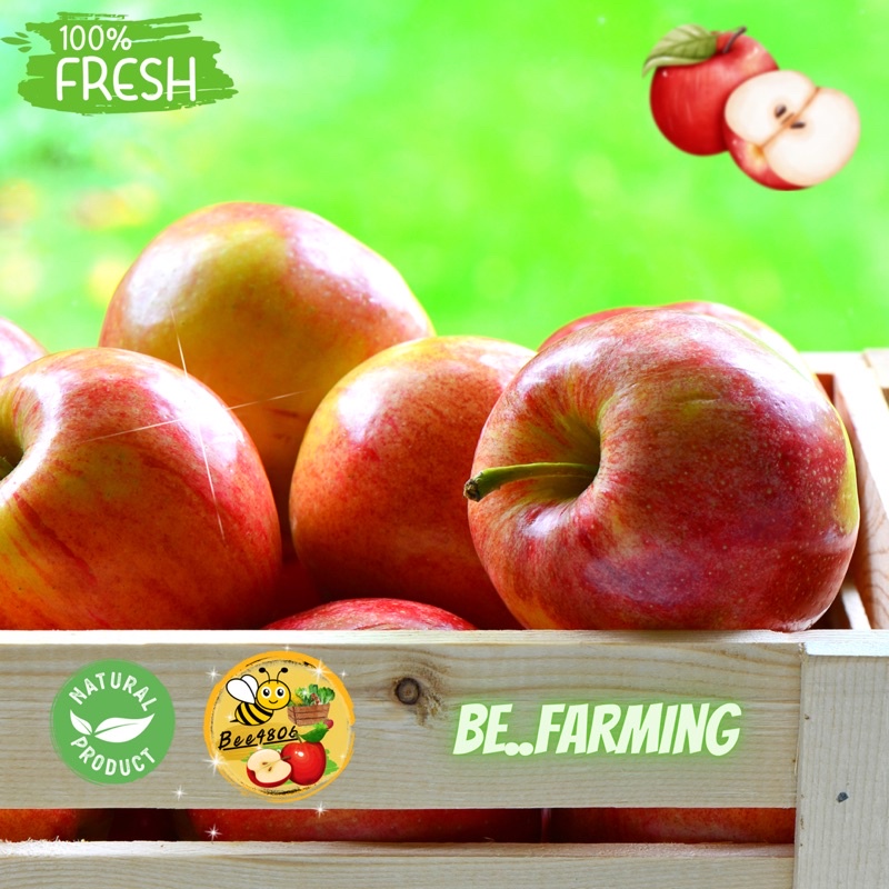แอปเปิ้ลกาล่า-sizes-สดอร่อย-ดับกระหายได้ง่ายโดยไม่ต้องออกจากบ้านของคุณ-นำเข้าจากฟาร์มแอปเปิ้ลชั้นนำจากฝรั่งเศษ