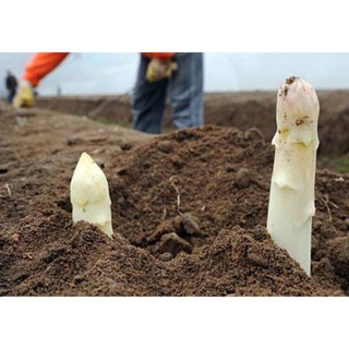 （คุณภาพสูง เมล็ด）เมล็ดพันธุ์ หน่อไม้ฝรั่งสีขาว (White Asparagus) บรรจุ 10 เมล็ด นำเข้า ของแท้/ง่าย ปลูก สวนครัว /ง่าย HW