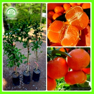 [ต้นกล้าผลผลิตสูง] ต้นส้มไร้เมล็ดกลิ่นหอมหวาน ผลออกเต็มต้น ต่อกิ่งพันธุ์ดี แข็งแรง ติดผลเร็ว